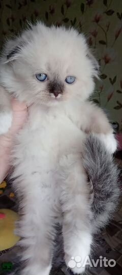 Шотландские вислоухие котята