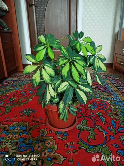 Комнатные цветы