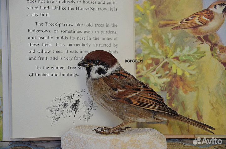 Чучело птиц. Таксидермия птиц. Птица