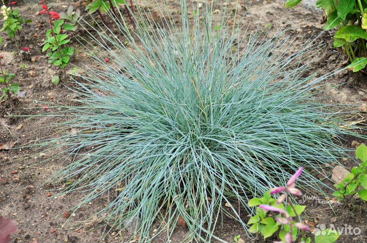 Декоративные злаки