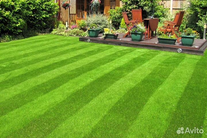 Газон рулонный мятлик