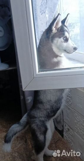 Сибирский хаски