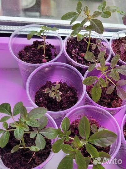 Клеома рассада