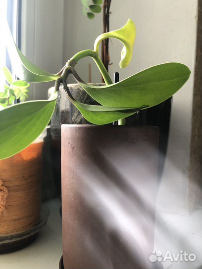 Пиперомия / Бегония