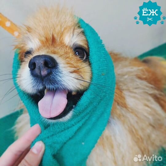 Мытье и стрижка собак в Тюмени