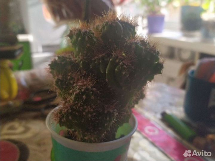 Кактус скала