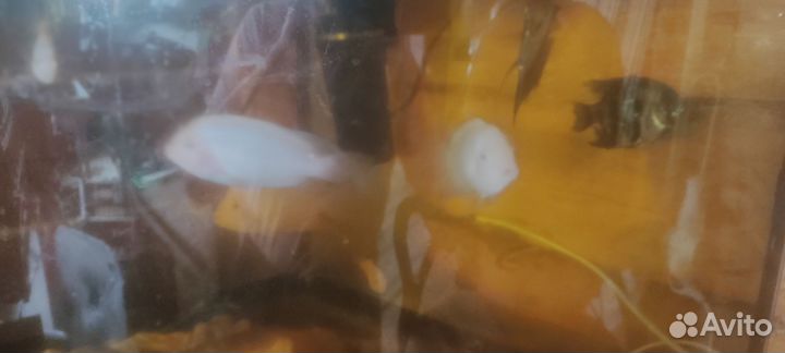 Аквариумные рыбки цихлиды