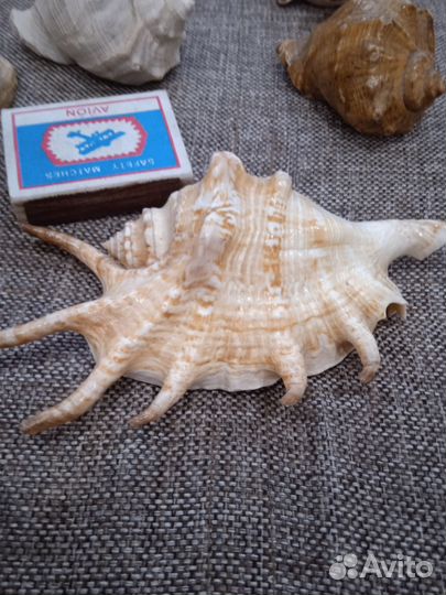 Морские сувениры