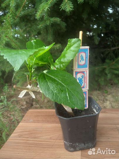 Гибискус прививка 