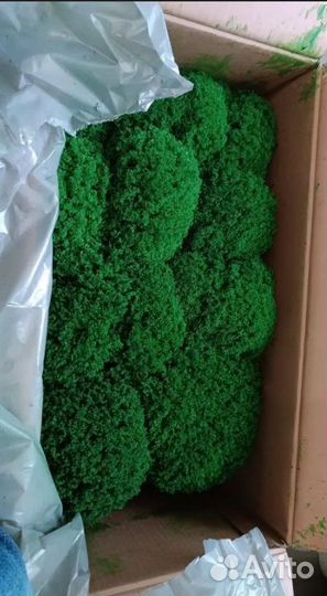 Стабилизированный мох ягель кочками