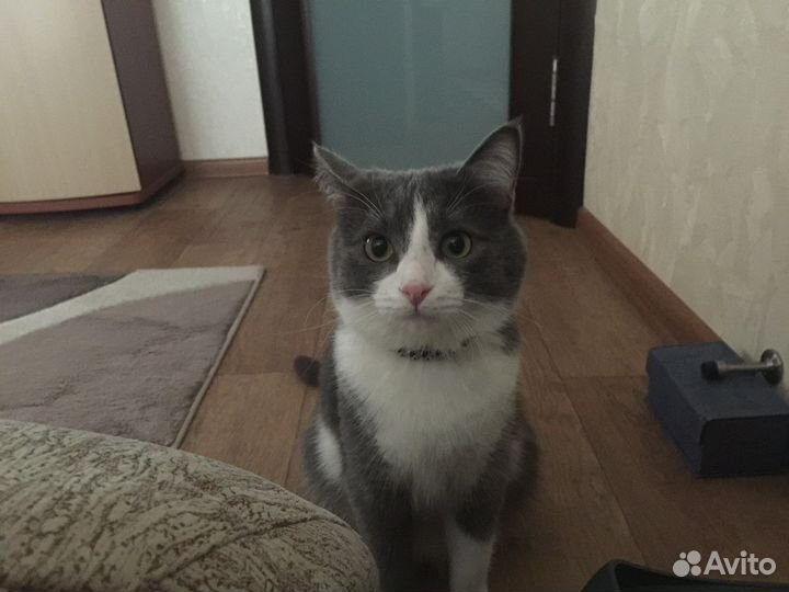 Кот в добрые руки