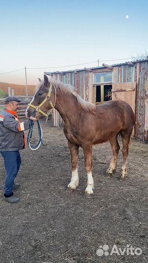 Жеребец тяжеловоз советский
