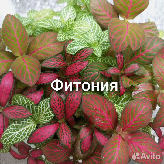 Цветы комнатные