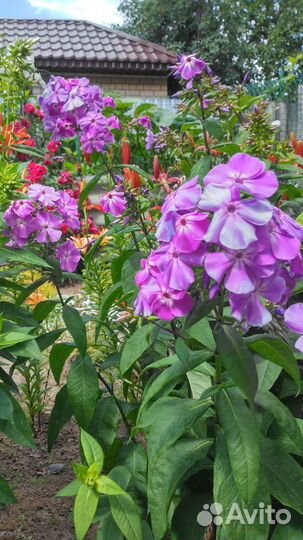 Флоксы сортовые