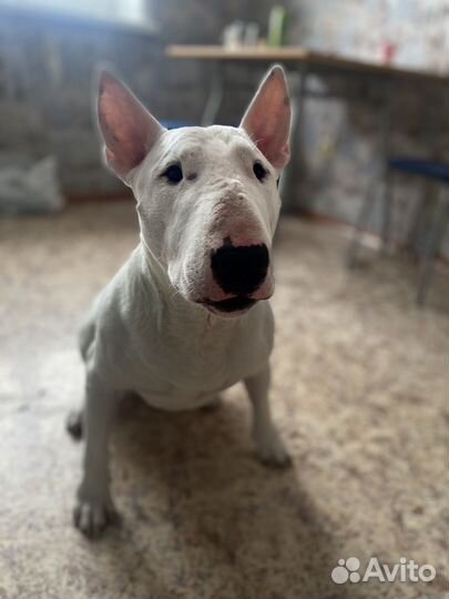 Стандартный бультерьер