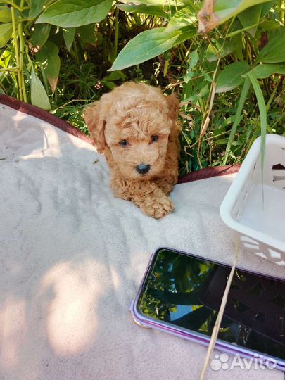 Пудель девочка