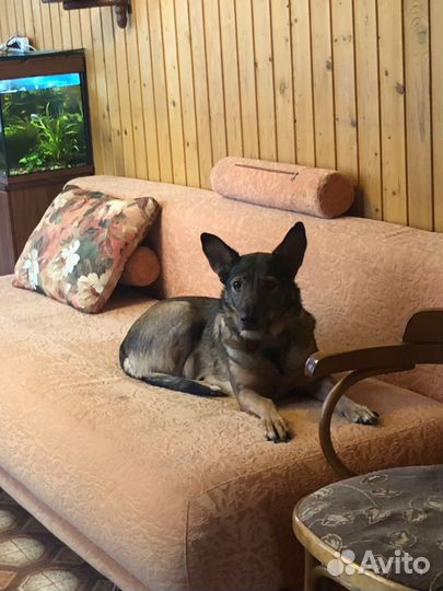 Помощник по хозяйству,уход за животными