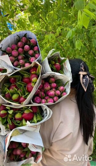 Пионы сортовые опт и розница