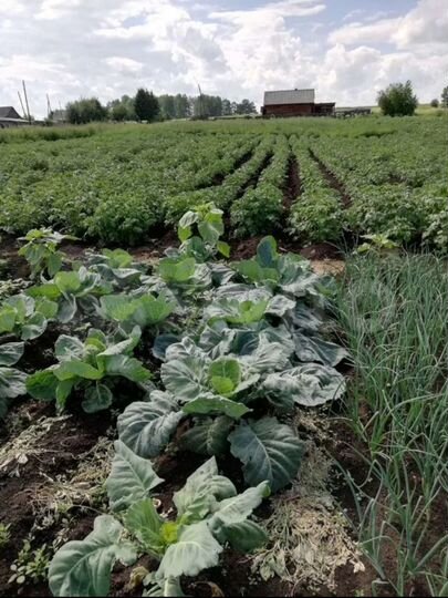 Участок 40 сот. (ИЖС)