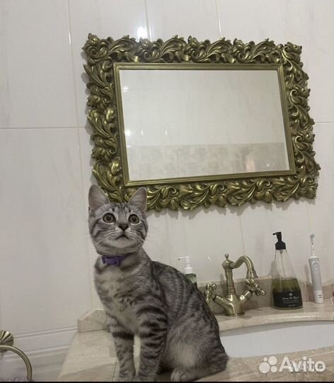 Котенок даром