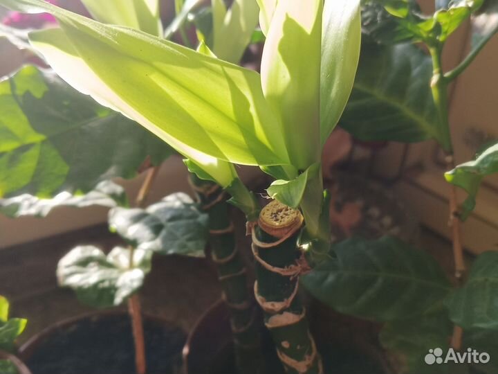 Драцена окаймленная (маргината), душистая