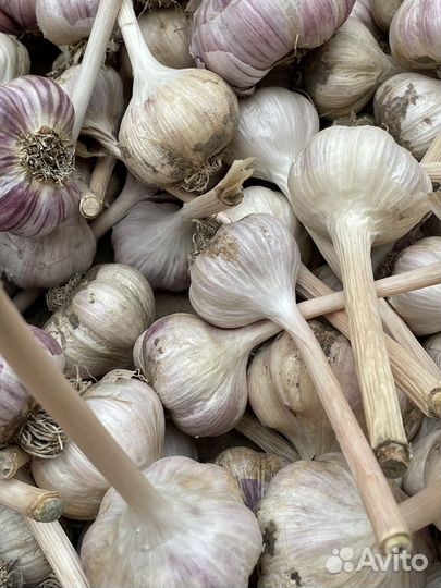 Чеснок