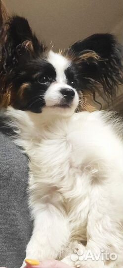 Папийон вязка