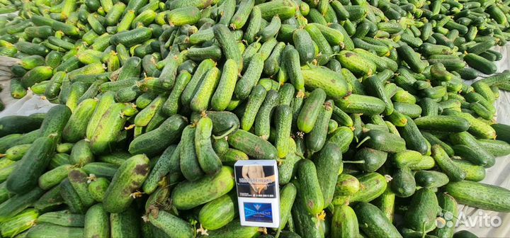 Огурцы грунтовые на Соленья Урожай 2024г