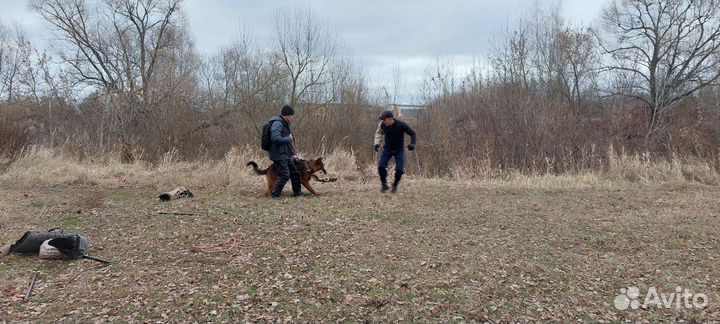 Дрессировка собак/кинолог/фигурант
