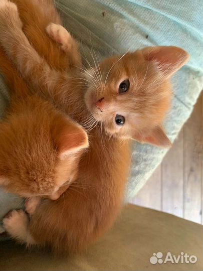 Кошка в дар