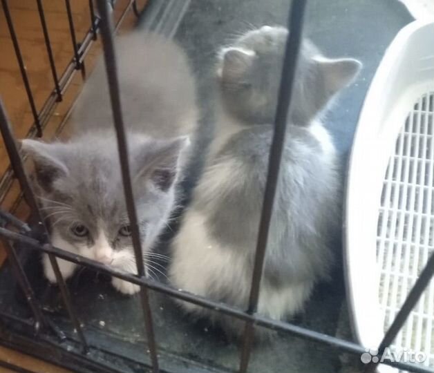 Котята 1, 5 месяца