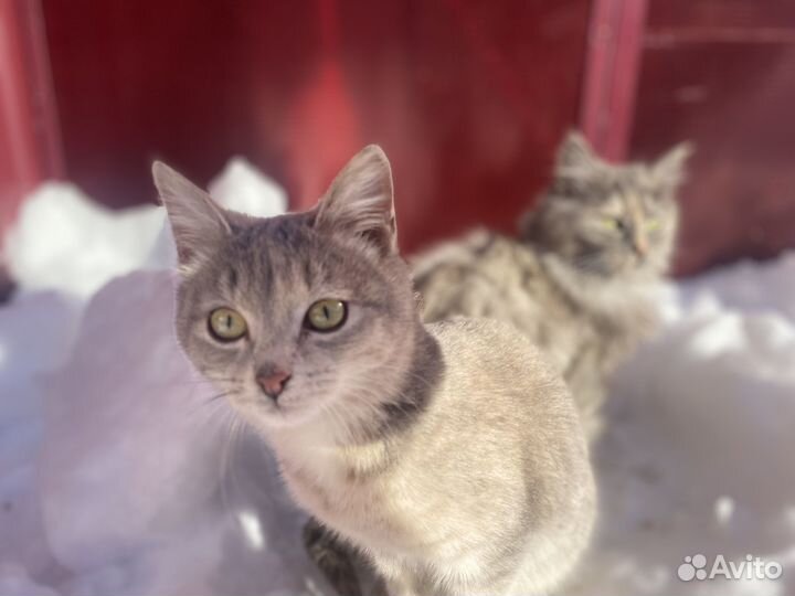 Кошки девочки