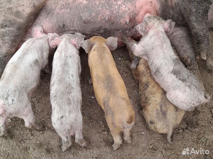 Продаю поросят месяц и ниделя