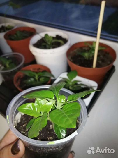 Кросандра оранжевая