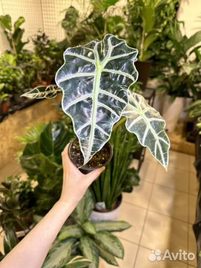 Алоказия дварф амазоника