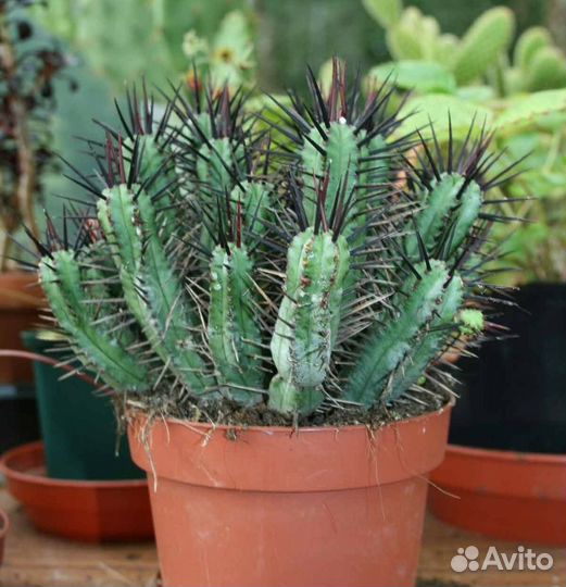 Euphorbia, Молочай, Эуфорбия, 25 видов, семена