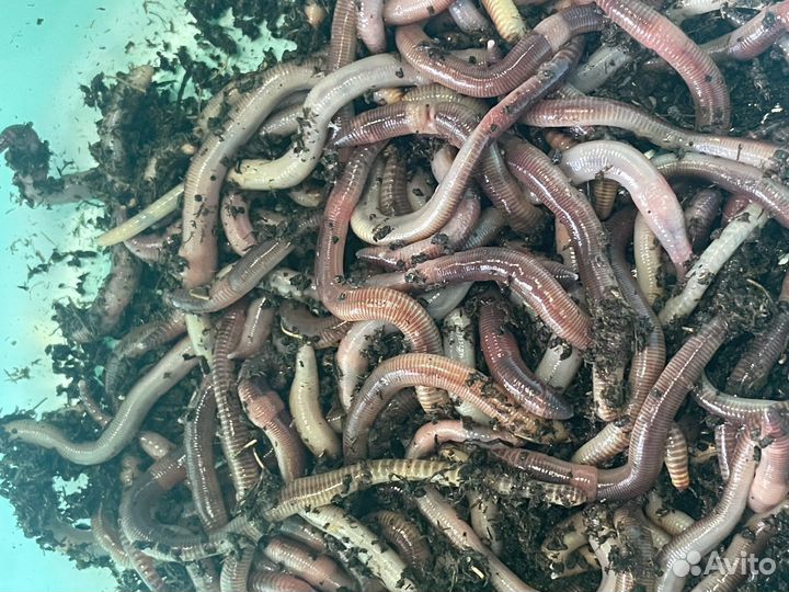 Черви Дендробена Венера