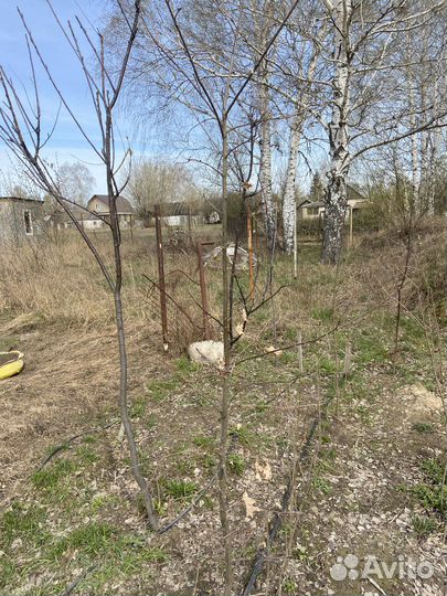 Саженцы дуба