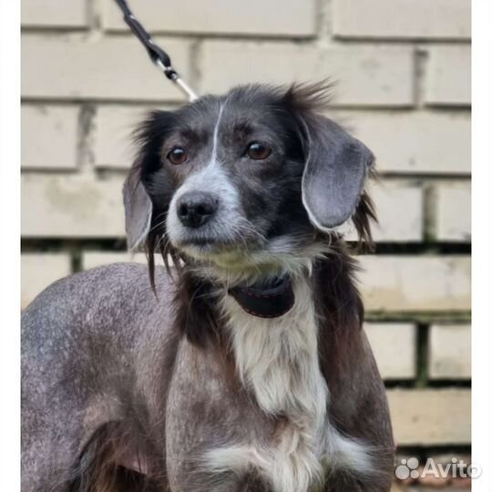 Собака стерильная привитая