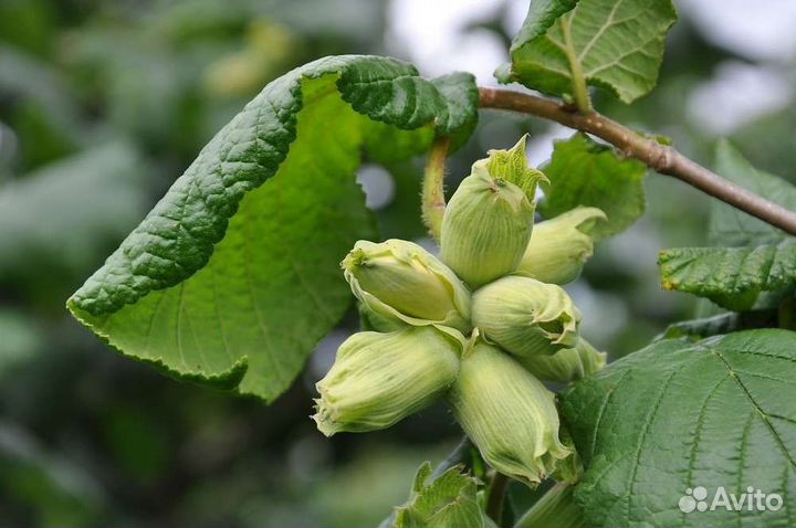 Орех лещина