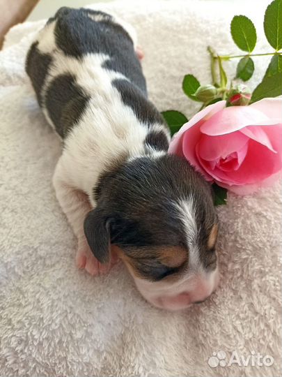 Щенки бигль