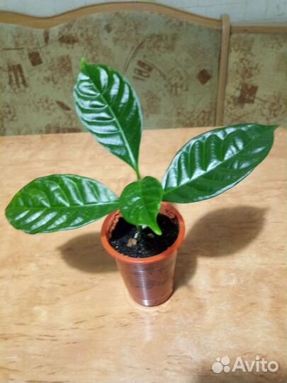 Табернемонтана