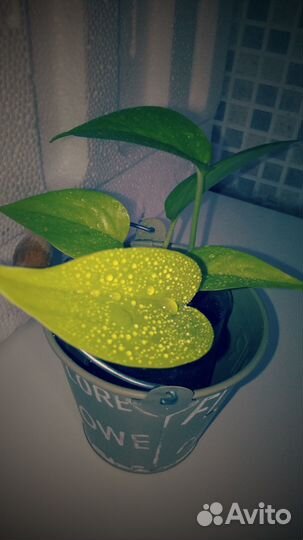 Эпипремнум неон