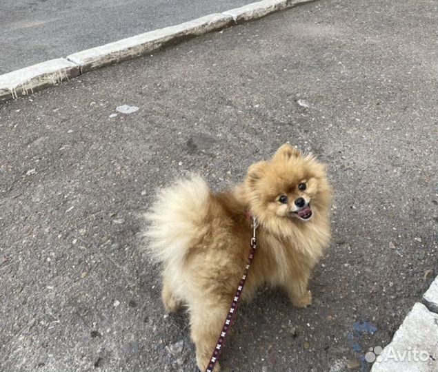 Передержка собак и кошек