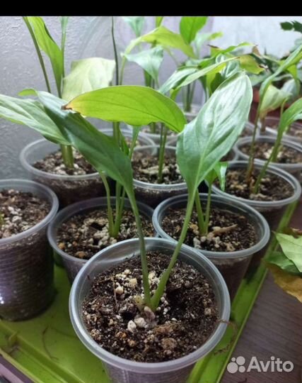 Набор комнатных растений 3шт за 100
