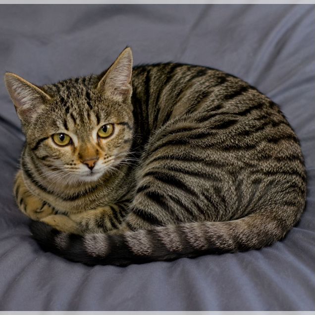 Европейский короткошёрстный котёнок