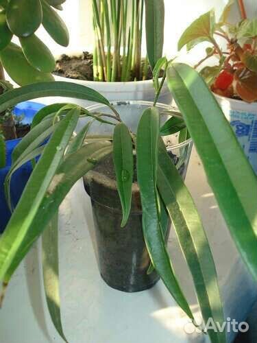 Фикус Али (ивовидный/Биннендийка)