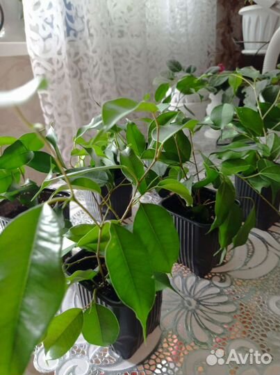 Здравствуйте, продам пророщенные отводки