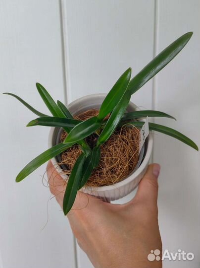 Орхидея пафиопедилум Paphiopedilum Esquirolei