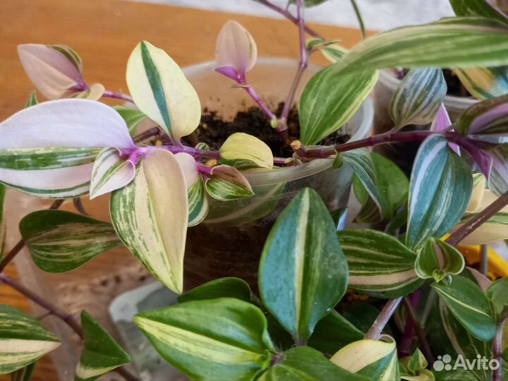 Традесканции Квадриколор,Зебрина,Нанук,Альбовитата